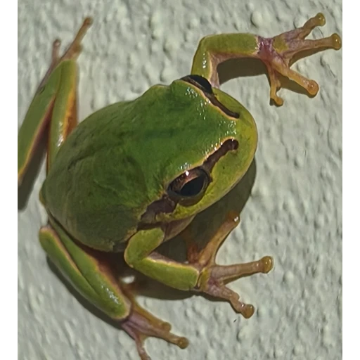 Strkfrog logo
