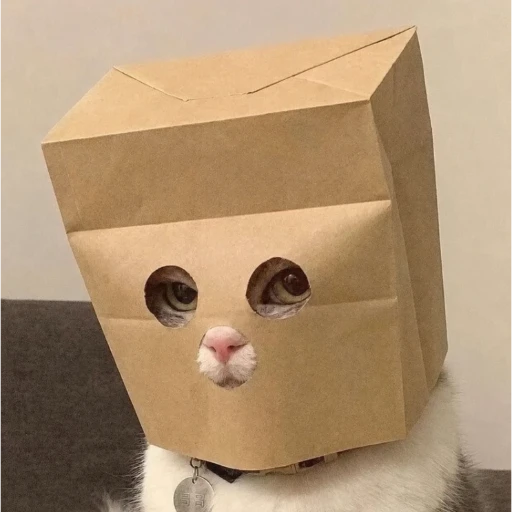 Anonymous Cat logo